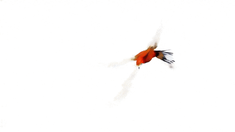 testvogel